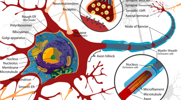 "Complete Neuron Cell Diagram"