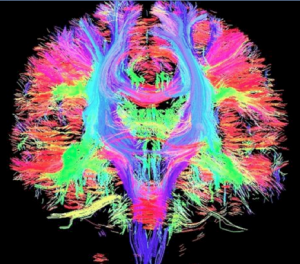 "Connectivity in Human Brain"