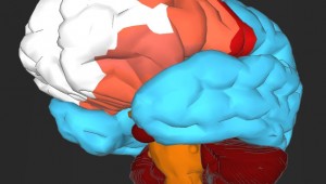 "3D Brain Diagram"