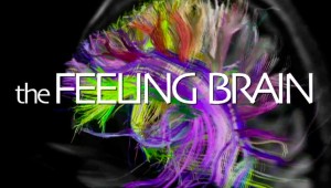 the_feeling_brain