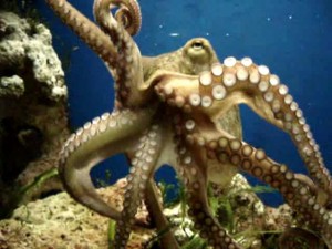 "Moving Octopus David Edelman"